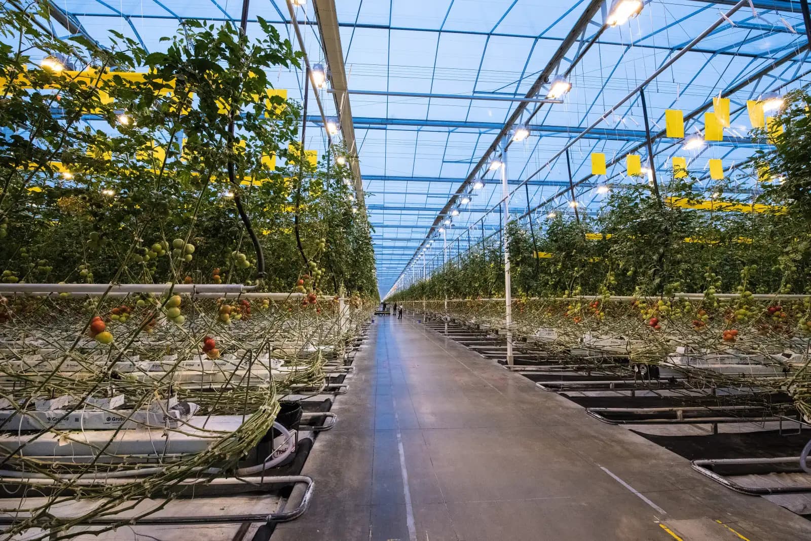 Interior of a large glass greenhouse: long rows of tomato plants on either side of a central aisle under a glass roof.